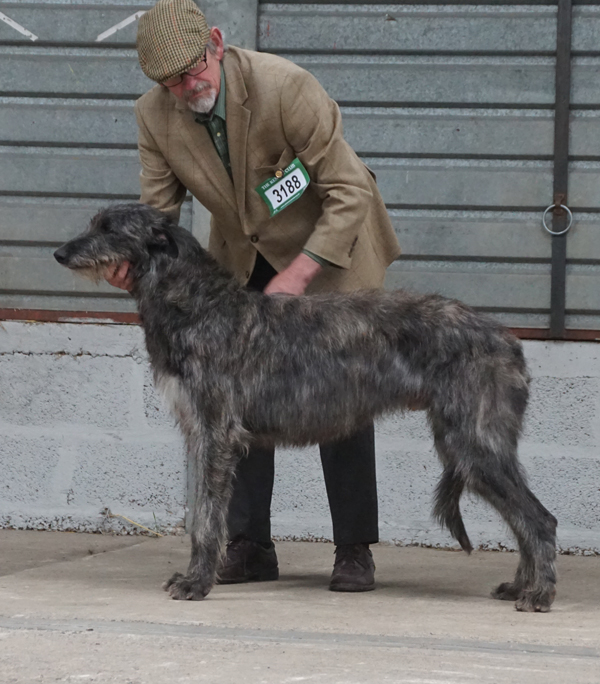 1st Yearling Dog